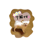 マルチーズの女の子、あさひちゃん（個別スタンプ：22）