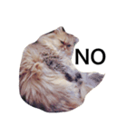 猫のスマイルスタンプ（個別スタンプ：1）
