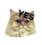猫のスマイルスタンプ（個別スタンプ：3）