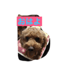 3dog of our house（個別スタンプ：1）