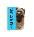 3dog of our house（個別スタンプ：4）
