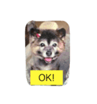 3dog of our house（個別スタンプ：5）
