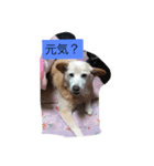 3dog of our house（個別スタンプ：6）