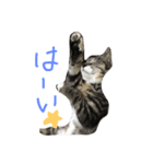 私のたまちゃん（個別スタンプ：4）