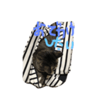 私のたまちゃん（個別スタンプ：7）