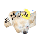 ポメっぽいけどチワワのハニたん（個別スタンプ：2）