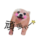 ポメっぽいけどチワワのハニたん（個別スタンプ：4）