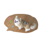 ポメっぽいけどチワワのハニたん（個別スタンプ：5）