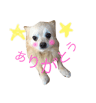 ポメっぽいけどチワワのハニたん（個別スタンプ：10）