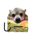 ポメっぽいけどチワワのハニたん（個別スタンプ：14）