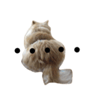 ポメっぽいけどチワワのハニたん（個別スタンプ：16）