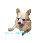 ポメっぽいけどチワワのハニたん（個別スタンプ：18）