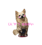 ポメっぽいけどチワワのハニたん（個別スタンプ：19）