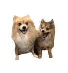 Misa and Matcha（個別スタンプ：1）