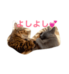 ベンガルのがる＆ロシアンブルーのロロ（個別スタンプ：2）