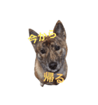 柴犬・虎柴の慶次くんスタンプ（個別スタンプ：2）