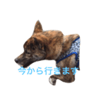 柴犬・虎柴の慶次くんスタンプ（個別スタンプ：3）