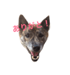 柴犬・虎柴の慶次くんスタンプ（個別スタンプ：4）