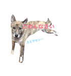 柴犬・虎柴の慶次くんスタンプ（個別スタンプ：5）
