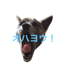 柴犬・虎柴の慶次くんスタンプ（個別スタンプ：6）