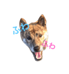 柴犬・虎柴の慶次くんスタンプ（個別スタンプ：8）