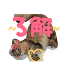 ショコちゃんスタンプ（個別スタンプ：8）