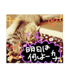 ショコちゃんスタンプ（個別スタンプ：11）