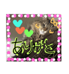 ショコちゃんスタンプ（個別スタンプ：16）