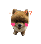 我が家のアイドル♡ぽこちゃん（個別スタンプ：3）