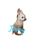 Timmy-aiai（個別スタンプ：8）