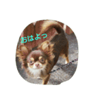 チワワのちゃいくんと仲間たち（個別スタンプ：9）