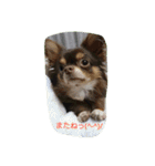 チワワのちゃいくんと仲間たち（個別スタンプ：11）