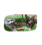 チワワのちゃいくんと仲間たち（個別スタンプ：13）