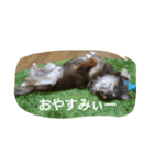 チワワのちゃいくんと仲間たち（個別スタンプ：15）