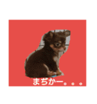 チワワのちゃいくんと仲間たち（個別スタンプ：19）