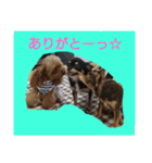 チワワのちゃいくんと仲間たち（個別スタンプ：21）