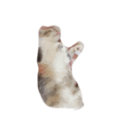 cat dogcat（個別スタンプ：2）