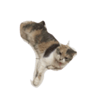 cat dogcat（個別スタンプ：3）