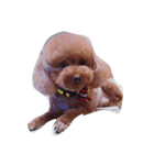 cat dogcat（個別スタンプ：6）