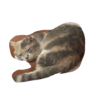 cat dogcat（個別スタンプ：7）