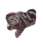 cat dogcat（個別スタンプ：8）