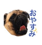パグのあんこの日常2（個別スタンプ：6）