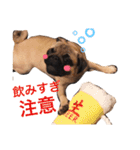 パグのあんこの日常2（個別スタンプ：15）