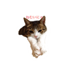 ゆるきゃっと（個別スタンプ：1）