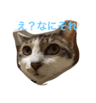 ゆるきゃっと（個別スタンプ：2）