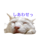 ゆるきゃっと（個別スタンプ：3）