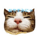 ゆるきゃっと（個別スタンプ：4）