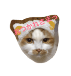 ゆるきゃっと（個別スタンプ：6）