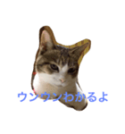 ゆるきゃっと（個別スタンプ：7）