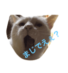 ゆるきゃっと（個別スタンプ：8）